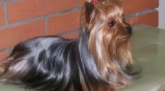 Кучиња кои не гризат чевли и мебел: примери на раси